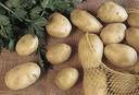 Brambory