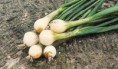 Cibule